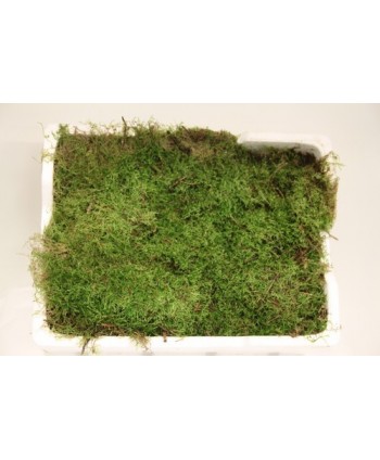 Musgo Moss Holanda