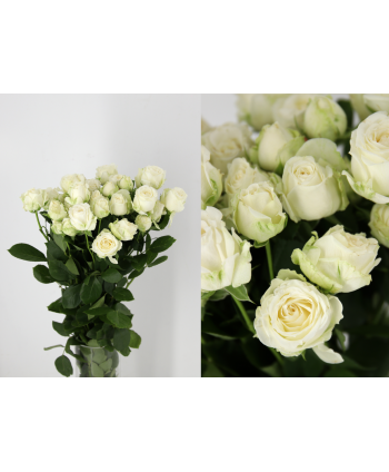 Rosa Spray Miss Bombastic. Holand * 10 T.