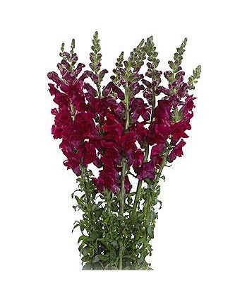 Antirrinum Rojo Nac. Ex