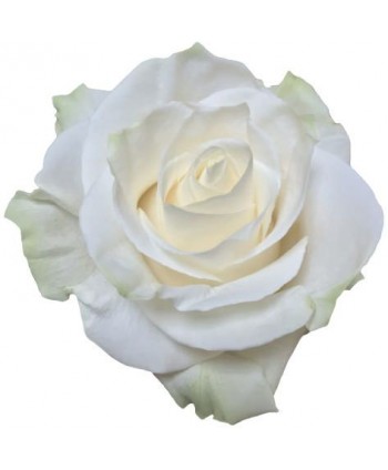 Rosa Mondial Ecd. 60