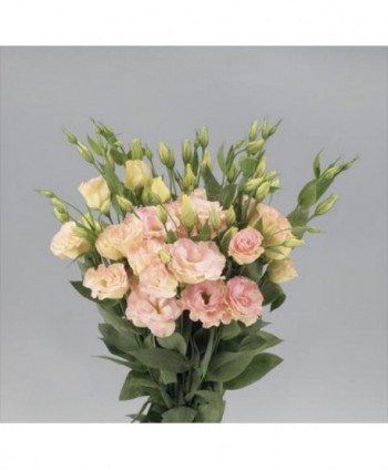 Lisianthus Falsa Salmón Ex. Hl