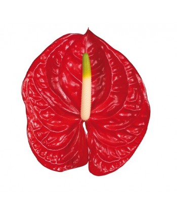 Anthurium Hol. Tropical * 16
