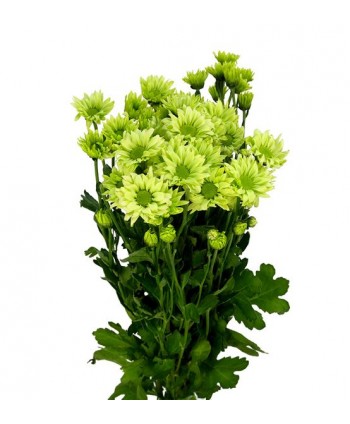 Crisantemo Nac. Green Lizard Verde