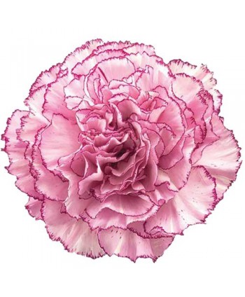 Clavel Clb. Fancy Boheme - Fillco