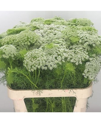Ammi Majus Ex. Hl.