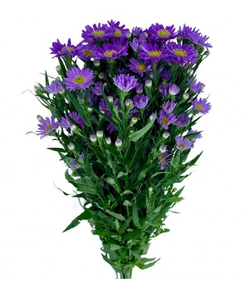 Aster Casino Purple Hl.