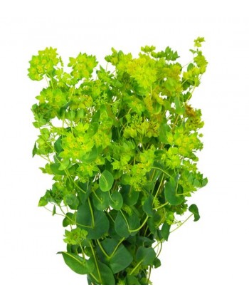 Bupleurum Hl.