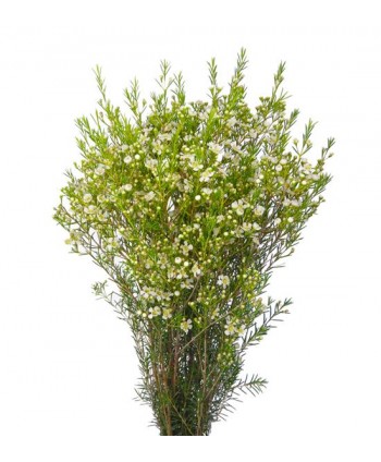 Flor De Cera Blanca. Hl.