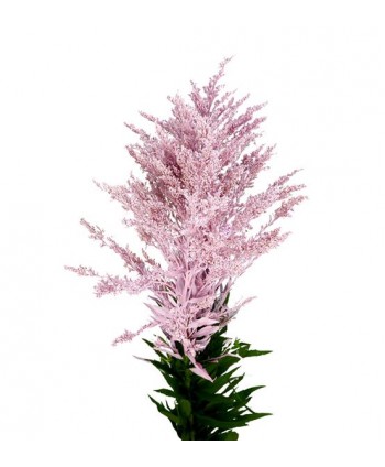 Solidago Teñido. Hl.