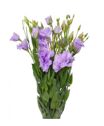 Lisianthus Malva Nac. Ex.