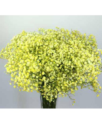 Paniculata Ecd. Tintada, 750 Gr