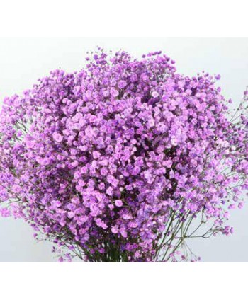 Paniculata Ecd. Tintada, 750 Gr