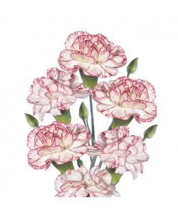 Mini Clavel Clb. Bicolor