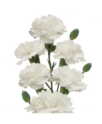 Mini Clavel Clb. Blanco