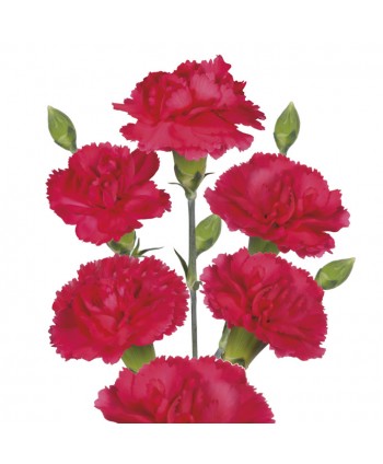 Mini Clavel Clb. Fucsia