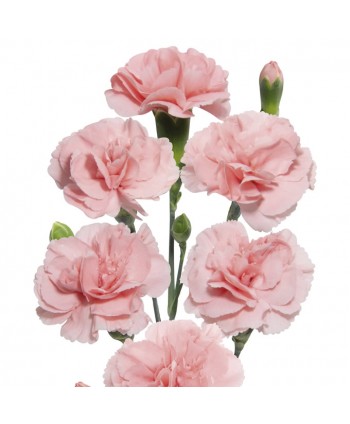 Mini Clavel Clb. Rosa