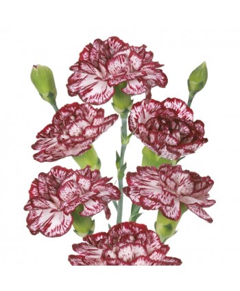 Mini Clavel Nac.  Bicolor Morado/Blanco