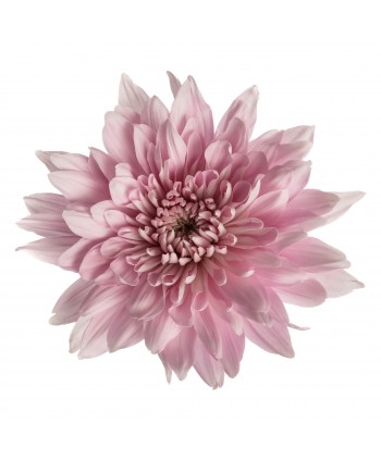 Cris. Monoflor Clb. Zembla Rosa