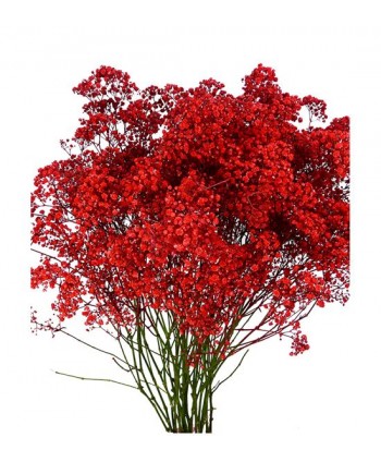 Paniculata Clb. Tintada Roja 750 Gr