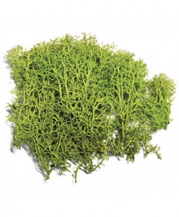 MUSGO MARINO 400 g  VERDE