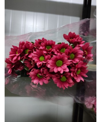 Crisantemo Nac. Grand Cherry