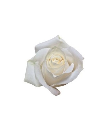 Rosa Vendela  Clb. 50 - Crema * 25