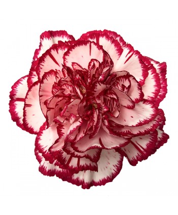 Clavel Clb.Select Bacarat - Fillco