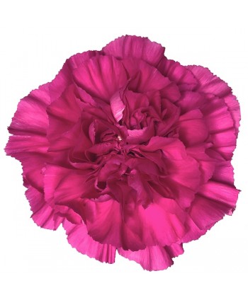 Clavel Clb.Select Mandalay -Fillco