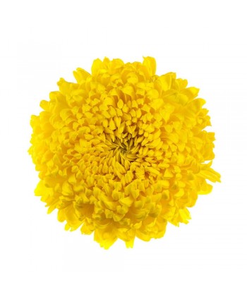 Cris. Monoflor Clb. Astroid Amarilla