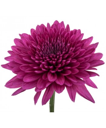 Cris. Monoflor Clb. Lamira Purple