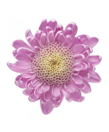 Cris. Monoflor Clb. Iza Rosa