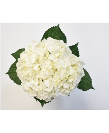 Hydrangea Blanca Selec CLb.