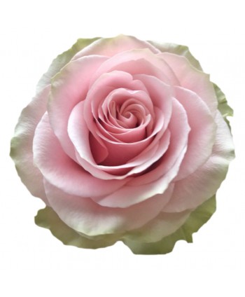 Rosa Frutetto Clb. 50. Rosita