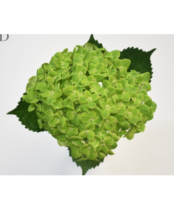 Hydrangea Verde Selec Clb.
