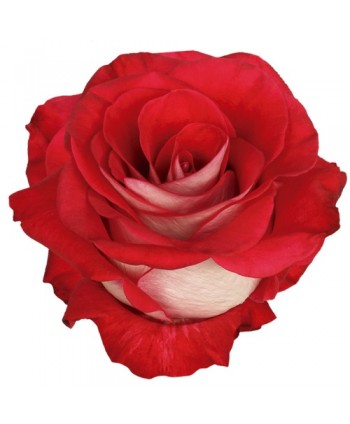 Rosa Bluez Clb. 60 - Bicolor * 25