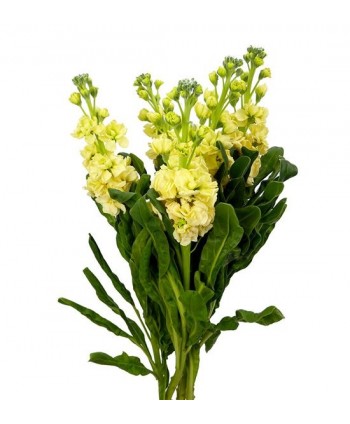 Alhelí Crema Nac. Ex.