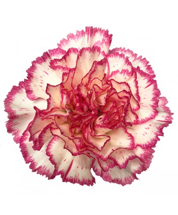 Clavel Clb. Fancy Komanchi