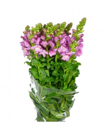 Antirrinum Malva Nac. Ex
