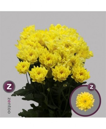 Crisantemo Hl. Euro