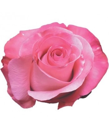 Rosa Conquista Clb. 50 - Coral * 25
