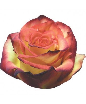Rosa High-Magic Clb. 50 - Bicolor * 25