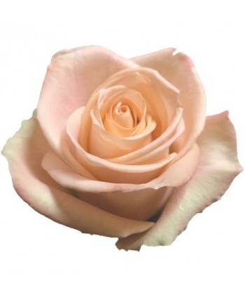 Rosa Tiffany Clb. 60 - Rosa Claro * 25