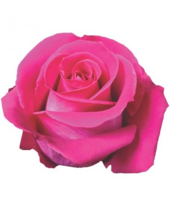 Rosa Topaz Clb. 60 - Fucsia * 25