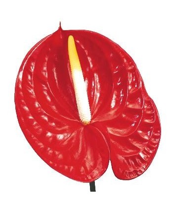Anthurium Hol. Tropical *12