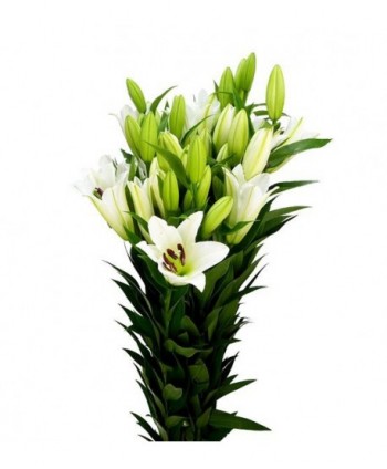 Lilium Oriental Blanco. Nac. 1ª. 2/3