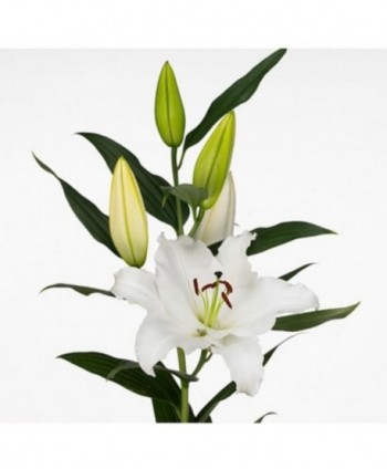 Lily Or. Signum White Hl. 95 Cm 4/7
