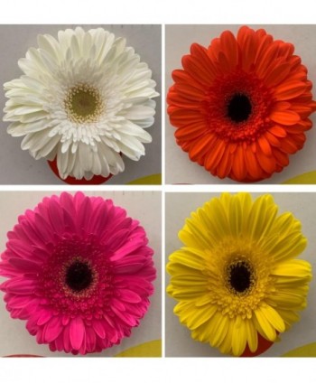 Gerbera Import. Mixta * 25