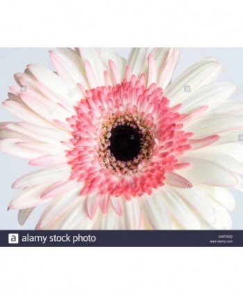 Gerbera Import. Blanca/Rosa * 20
