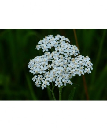Achillea White Beauty Hl.