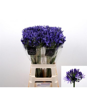 Agapanthus Blue Hl.